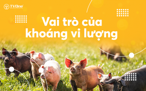 Vai Trò Của Khoáng Vi Lượng Trong Chăn Nuôi