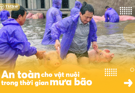 Các biện pháp đảm bảo an toàn cho đàn vật nuôi trong mùa mưa bão