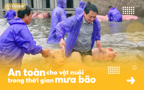 Các biện pháp đảm bảo an toàn cho đàn vật nuôi trong mùa mưa bão