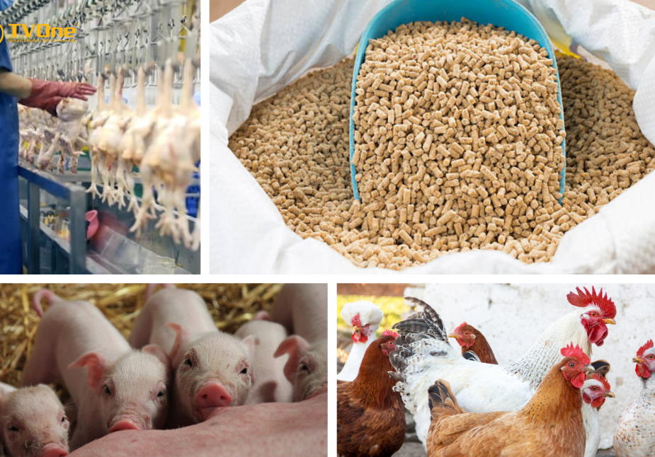 3 đề án ưu tiên phát triển ngành chăn nuôi bắt đầu đi vào đời sống