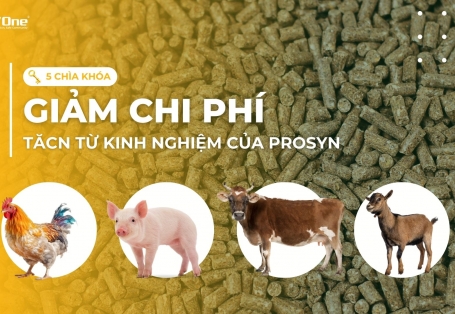 5 chìa khóa để giảm chi phí thức ăn chăn nuôi từ kinh nghiệm của Prosyn