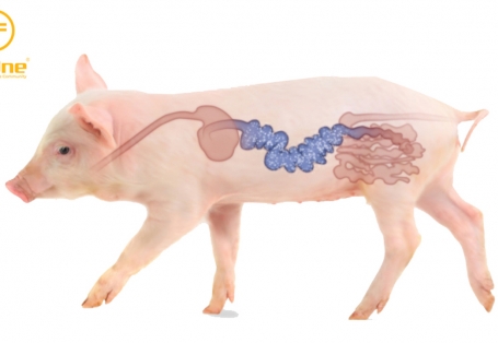 Giải pháp ngăn chặn tiêu chảy ở heo con hiệu quả, an toàn và bền vững