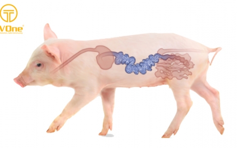 Giải pháp ngăn chặn tiêu chảy ở heo con hiệu quả, an toàn và bền vững