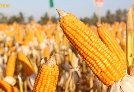 FAO: Dự báo cung - cầu ngô thế giới năm 2023/2024