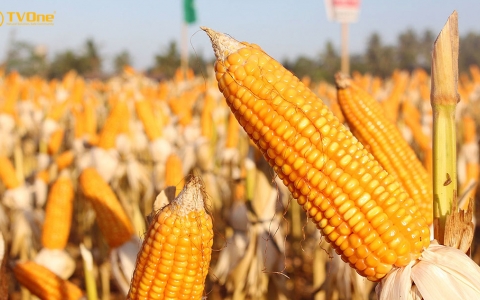 FAO: Dự báo cung - cầu ngô thế giới năm 2023/2024