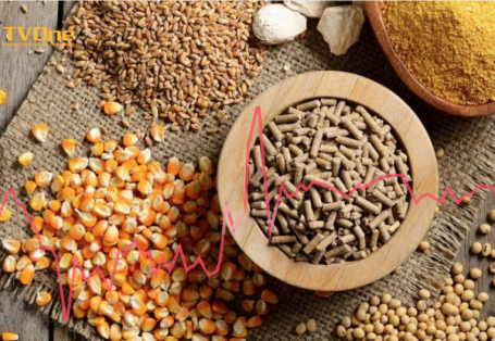 Doanh nghiệp thức ăn chăn nuôi trong bối cảnh giá nguyên liệu nhiều biến động