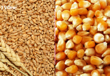 Dự báo tình hình cung - cầu ngô và lúa mì thế giới năm 2024/2025 của FAO