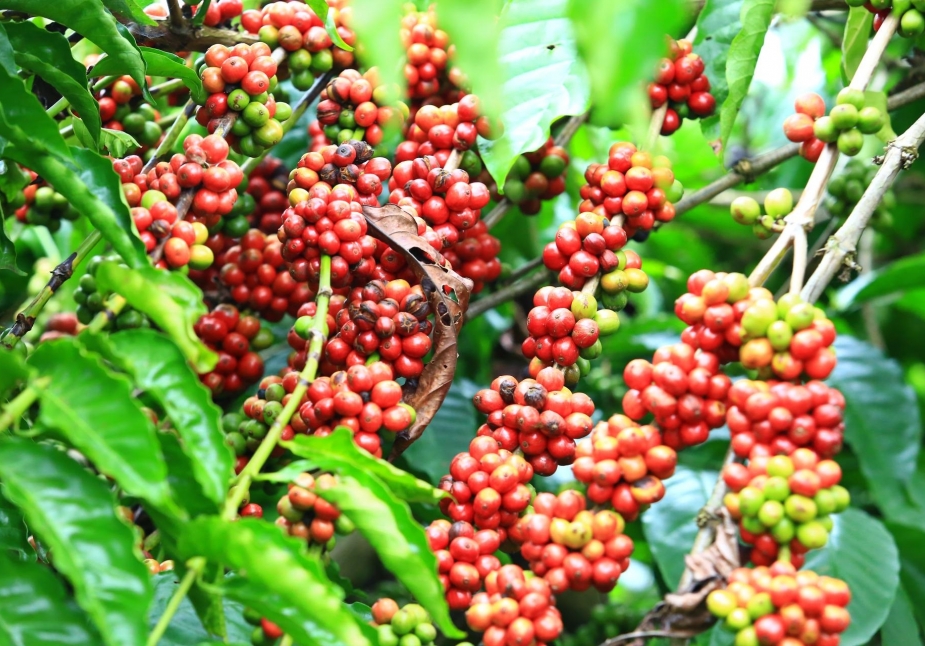 Giá cả nông sản thế giới ngày 03/04/2024