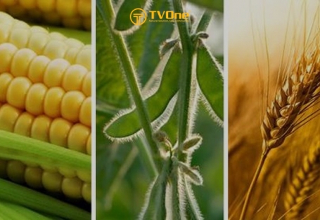 Tình hình nhập khẩu ngô, đậu tương, lúa mì của Việt Nam 2 tháng đầu năm 2024