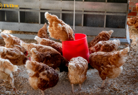 Xu hướng dinh dưỡng trong chăn nuôi năm 2024