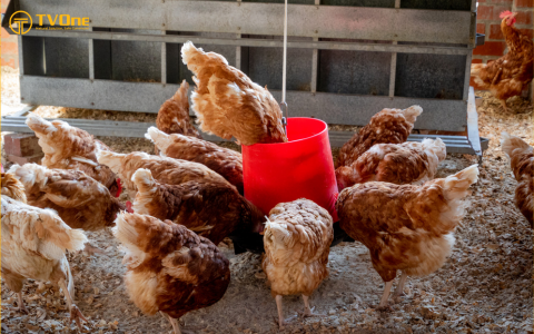 Xu hướng dinh dưỡng trong chăn nuôi năm 2024