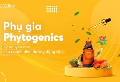 Phụ gia Phytogenics - kỷ nguyên mới của ngành dinh dưỡng động vật