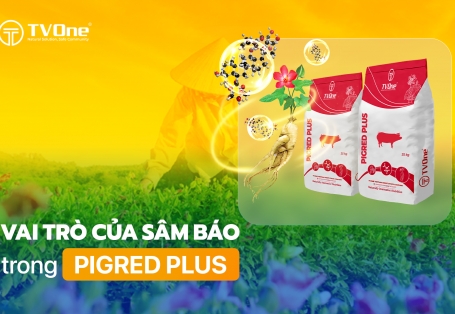 Vai trò của sâm Báo trong sản phẩm Pigred Plus