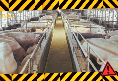 Sự nguy hại của việc sử dụng chất cấm trong chăn nuôi heo và giải pháp thay thế