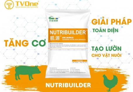 NHỮNG THÔNG TIN ĐỂ LÀM RÕ HƠN VỀ SẢN PHẨM GAA ĐẾN TỪ TVONE VIỆT NAM 