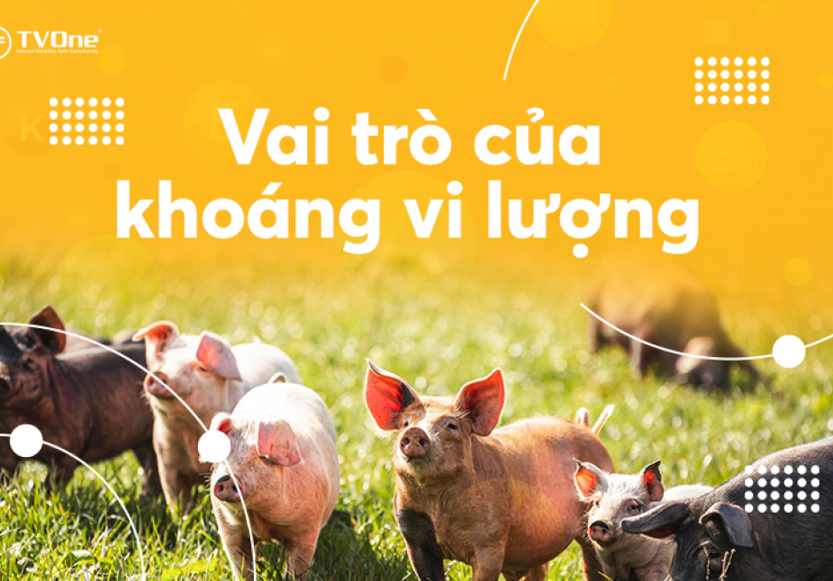 Vai Trò Của Khoáng Vi Lượng Trong Chăn Nuôi