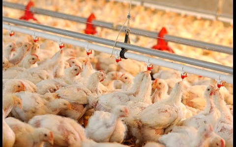 Important factors in poultry production to reduce antibiotic costs